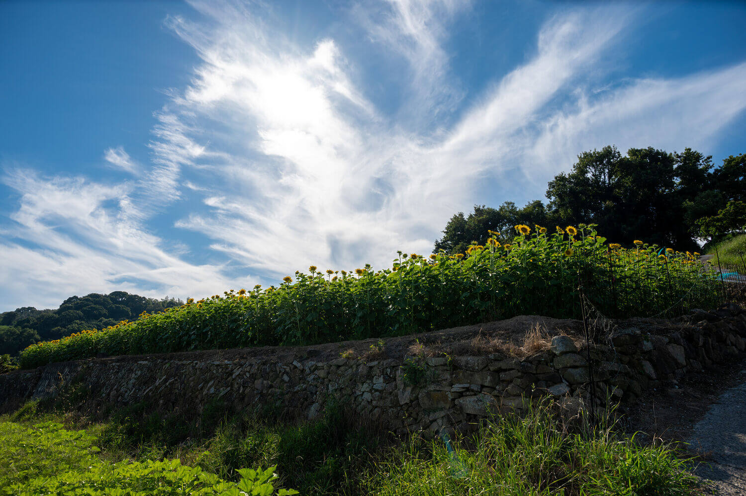 牛窓で咲き誇るヒマワリ、段々畑が織り成す日本のエーゲ海の風景の画像