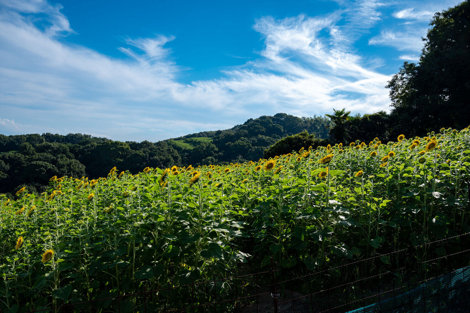 牛窓で咲き誇るヒマワリ、段々畑が織り成す日本のエーゲ海の風景の画像