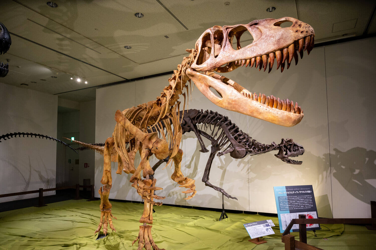 岡山シティミュージアム 大興奮！恐竜展で過ごす涼しい夏休み！の画像